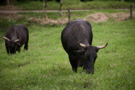 Large black oexen grazing in Costa Ricaの写真素材