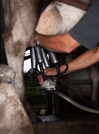 Milking machine drawing from udder on dairy cow in Costa Ricaの写真素材