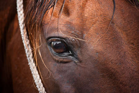 Horse maintained for tourist riders in Costa Ricaの写真素材
