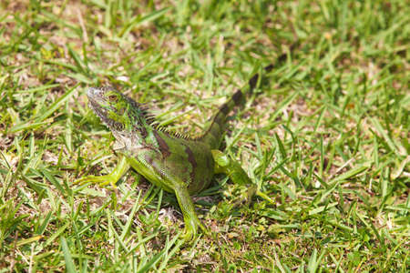 Camoflaged green carribean Iguana looking overの写真素材