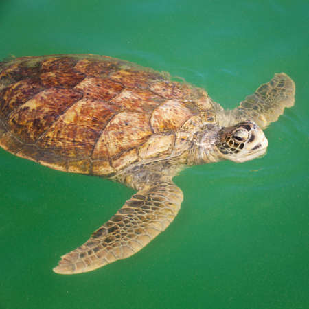 Large Carribean Sea Turtle at the surface of the oceanの写真素材