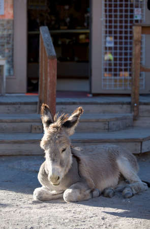 Wild Baby Burro resting in front of store in Oatman Arizona USAの写真素材