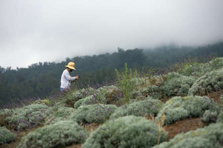 Hawaiian farmer gathering cuttings from lavender plants on hillsideの写真素材