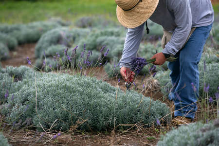 Man harvesting lavender on Maui hill in Hawaiiの写真素材