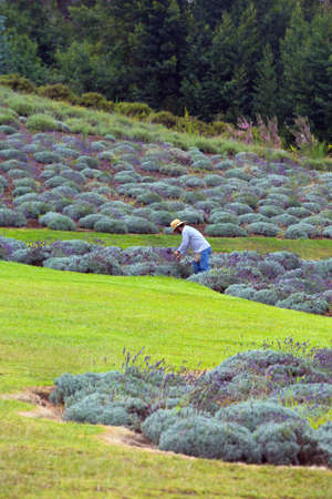 One worker collecting lavender cutting in rows on hillの写真素材