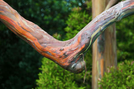 Bent branch of large Eucalyptus deglupta tree on Maui