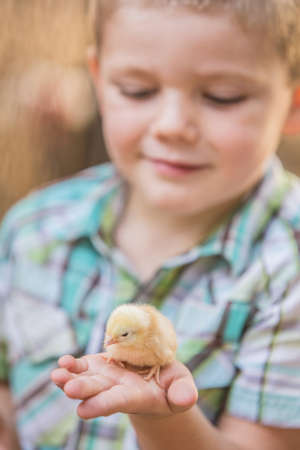 Cute Caucasian boy holding his pet chickの写真素材