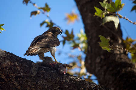 Juvenile red tailed hawk on tree branch with squirrel preyの写真素材
