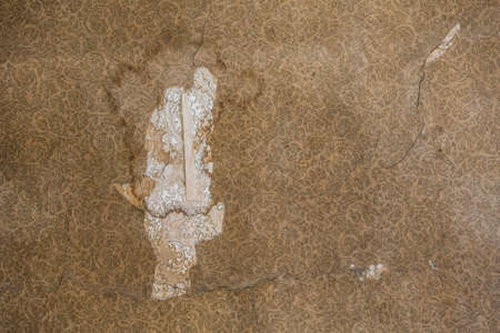 Ripped 19th century wallpaper pattern and textureの写真素材