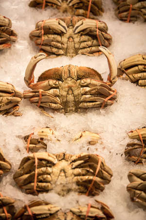 Whole Dungeness crab on ice for display in storeの写真素材