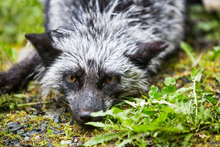 Close up on the silver variety of the common red fox laying on ground