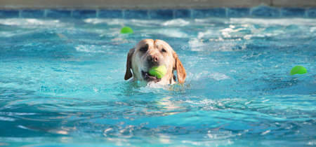 Cute dog swimming in large pool with yellow tennis ball in his mouthの写真素材