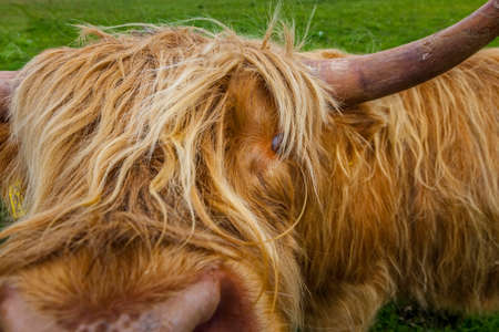 Highland cow on the island of Iona in Scotland