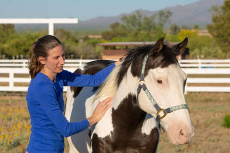 Woman performs equine myofascial release technique on a shoulderの写真素材