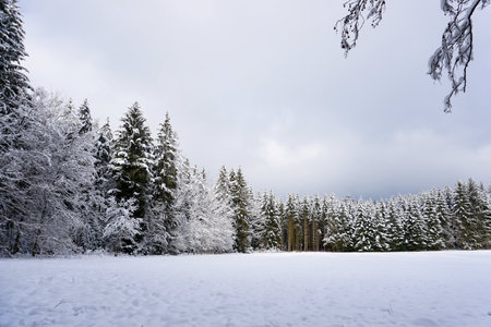 winter landscape and trees covered with snowの写真素材