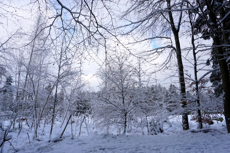 winter landscape and trees covered with snowの写真素材