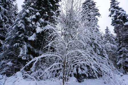 winter landscape and trees covered with snowの写真素材