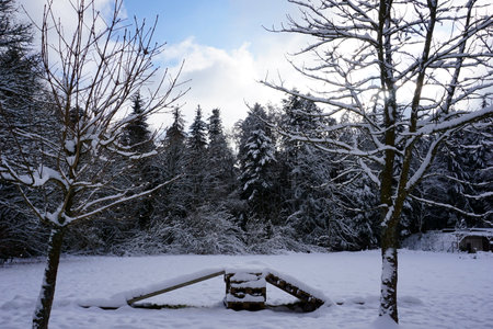 winter landscape and trees covered with snowの写真素材