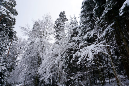 winter landscape and trees covered with snowの写真素材