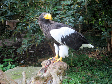 a beautiful giant sea eagle sits on its preyの写真素材