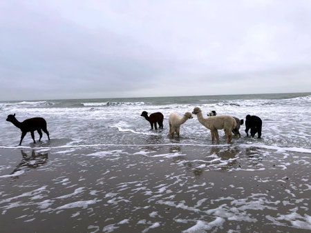 alpacas on the beach in zeelandの写真素材