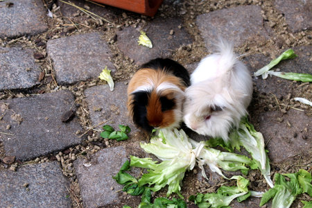 guinea pig eating salad on the floorの写真素材