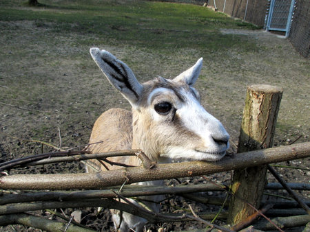 goat is looking into the cameraの写真素材