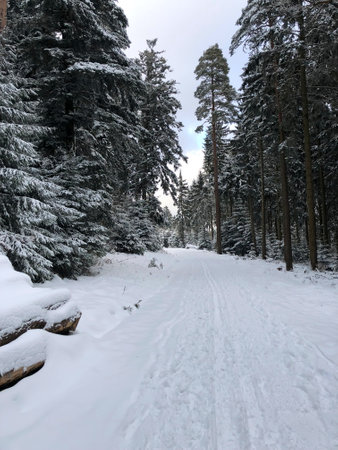 winter landscape and trees covered with snowの写真素材