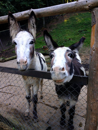 trusting donkeys in a small animal parkの写真素材