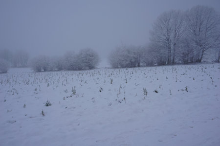 winter landscape and trees covered with snowの写真素材