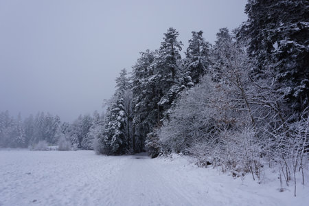 winter landscape and trees covered with snowの写真素材