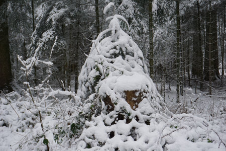 winter landscape and trees covered with snowの写真素材