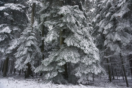 winter landscape and trees covered with snowの写真素材