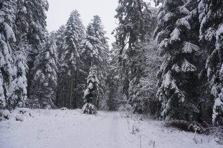 winter landscape and trees covered with snowの写真素材