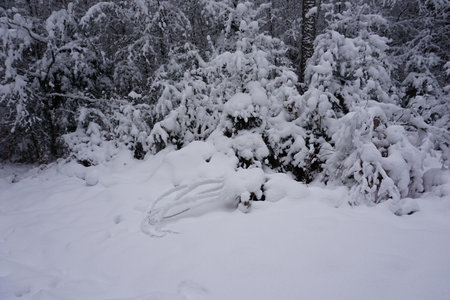 winter landscape and trees covered with snowの写真素材