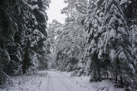 winter landscape and trees covered with snowの写真素材