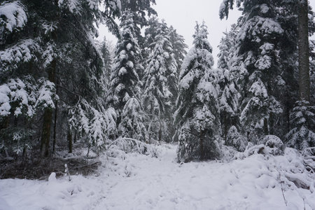 winter landscape and trees covered with snowの写真素材