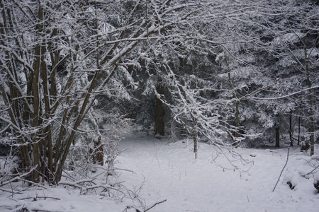 winter landscape and trees covered with snowの写真素材