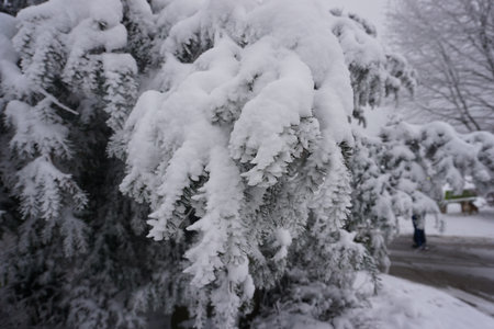 winter landscape and trees covered with snowの写真素材