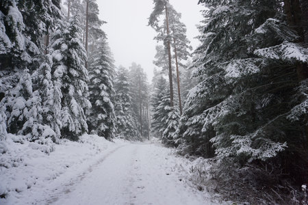 winter landscape and trees covered with snowの写真素材
