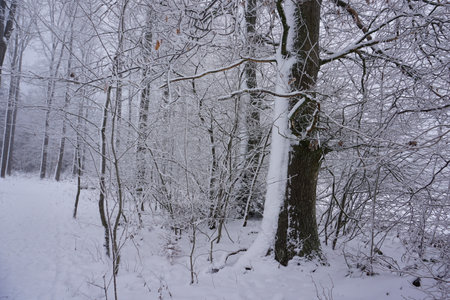 winter landscape and trees covered with snowの写真素材