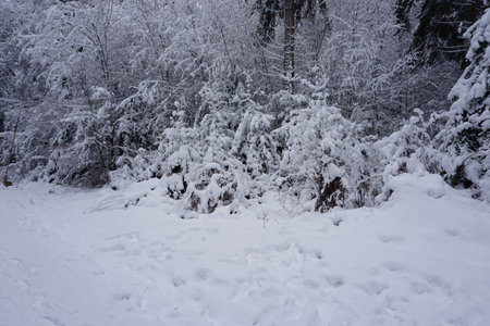 winter landscape and trees covered with snowの写真素材