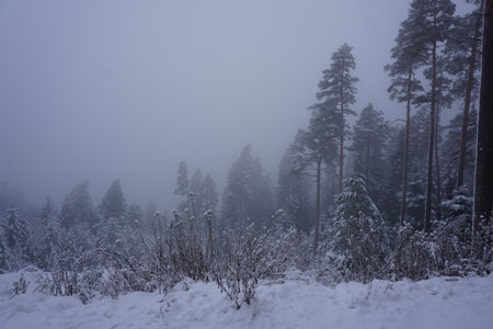 winter landscape and trees covered with snowの写真素材