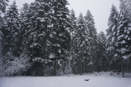 winter landscape and trees covered with snowの写真素材