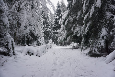 winter landscape and trees covered with snowの写真素材