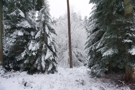 winter landscape and trees covered with snowの写真素材
