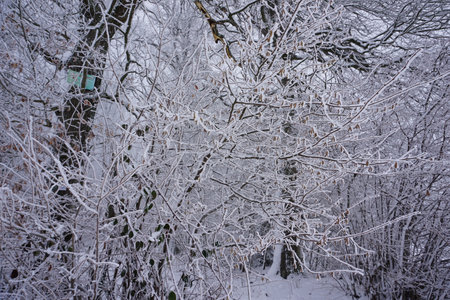 winter landscape and trees covered with snowの写真素材