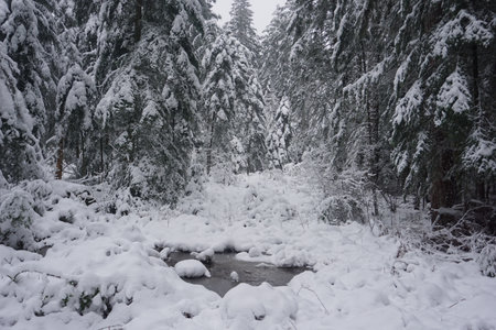 winter landscape and trees covered with snowの写真素材