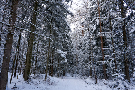 sunny winter wonderland in the forestの写真素材
