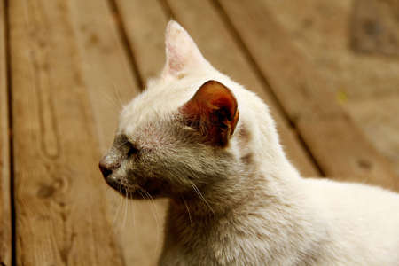 White cat sit down on the wood step 